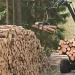AFIR deschide sesiunea pentru finanțarea exploatării forestiere prin fonduri UE (DR‑24)