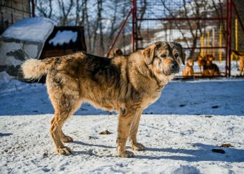 Primul lider român competent: Ungaria votează pentru schimbare, spune liderul USR