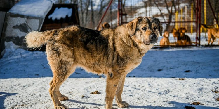 Primul lider român competent: Ungaria votează pentru schimbare, spune liderul USR