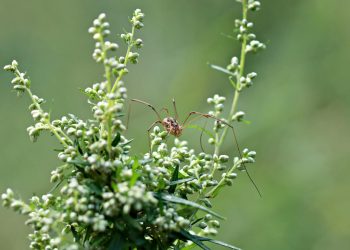 Nicolas Cage întoarce încheietura thrillerului Longlegs pentru o continuare