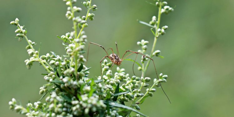 Nicolas Cage întoarce încheietura thrillerului Longlegs pentru o continuare
