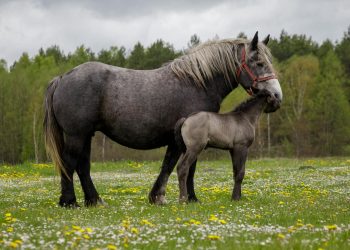 Sâmbăta Mare: semnificația crucii roșii înainte de Înviere