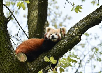 Normele pentru protejarea arborilor remarcabili, trimise către ministere
