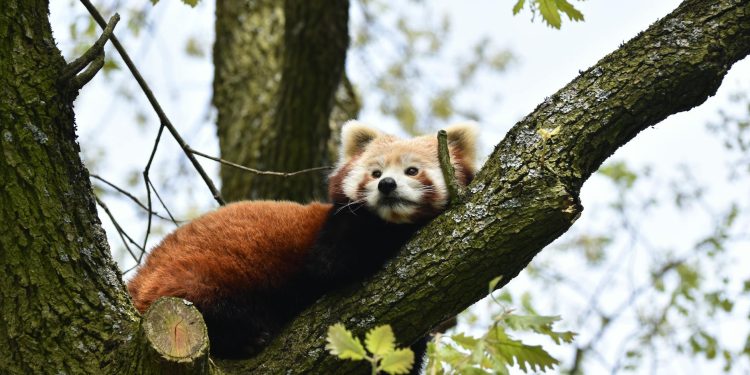 Normele pentru protejarea arborilor remarcabili, trimise către ministere