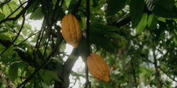 Pretul cozonacilor sub presiune: creșteri pentru ingrediente-cheie