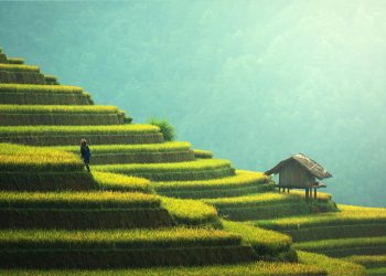 Războiul în Iran afectează producția de orez în Asia