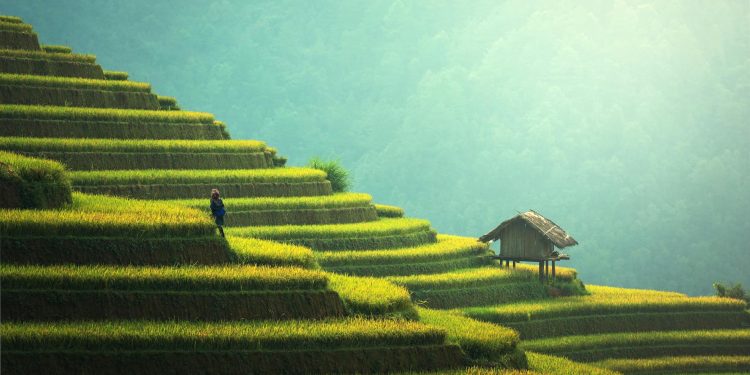 Războiul în Iran afectează producția de orez în Asia