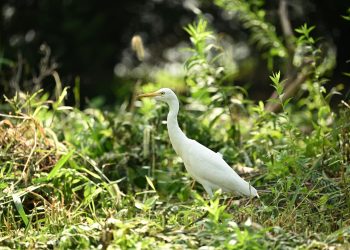 Rezerviști mobilizati în 5 județe și București; primul exercițiu al MApN în mai