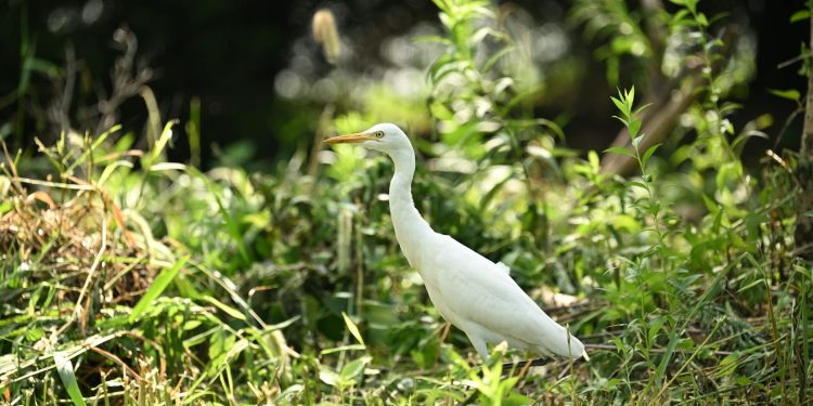 Rezerviști mobilizati în 5 județe și București; primul exercițiu al MApN în mai
