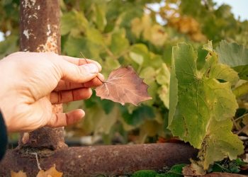 DNSC lansează listă neagră publică pentru domenii cu risc și simplifică raportarea incidentelor