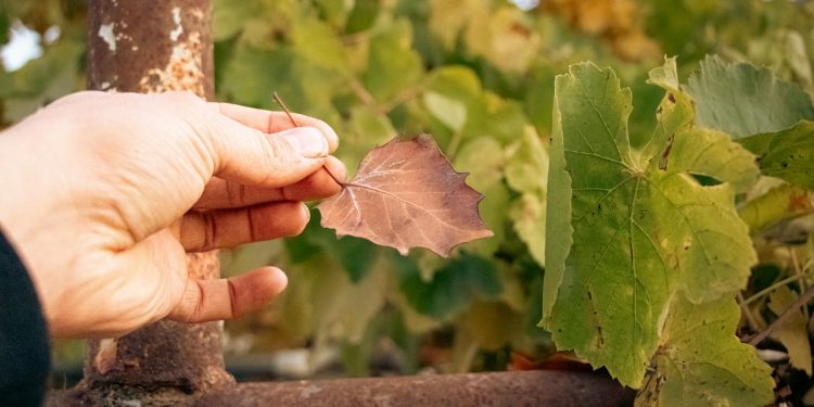 DNSC lansează listă neagră publică pentru domenii cu risc și simplifică raportarea incidentelor