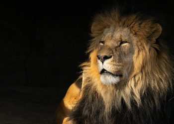 Blue Capital cere distribuirea a 50% din profitul Lion Capital drept dividende