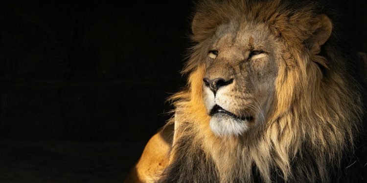 Blue Capital cere distribuirea a 50% din profitul Lion Capital drept dividende