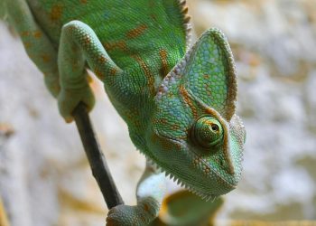 Zelenski propune Rusiei un armistițiu de Paște prin SUA, pentru încetarea atacurilor asupra infrastructurii energetice