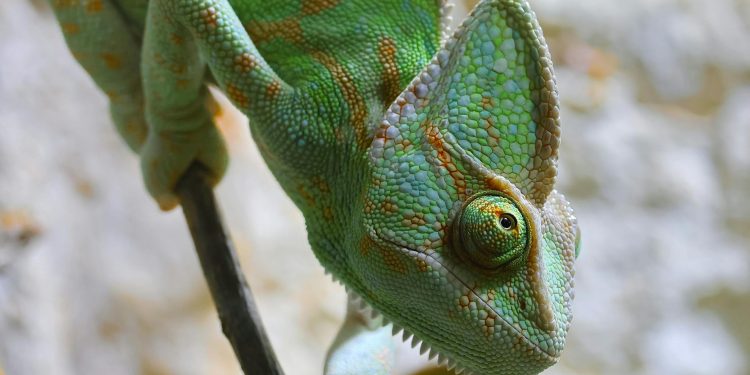 Zelenski propune Rusiei un armistițiu de Paște prin SUA, pentru încetarea atacurilor asupra infrastructurii energetice