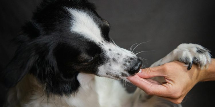 Deputat PSD surprinde: susține guvernul lui Ilie Bolojan ca fiind cel mai competent premier postdecembrist