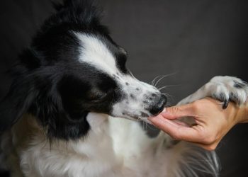 Grindeanu cere decenţă politică; PSD îşi stabilește singur direcția pentru luni