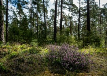 Doi actori celebri confirmă o relație: peste 60 de ani, doi îndrăgostiți de câteva luni