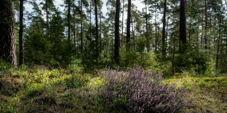 Doi actori celebri confirmă o relație: peste 60 de ani, doi îndrăgostiți de câteva luni