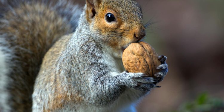 Sorin Bontea, obligat să plătească 100.000 EUR Antena 1, explică instanța motivele