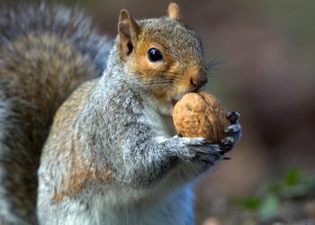 Arhiepiscopia Varșoviei acordă dezlegare la carne de 1 mai în Polonia