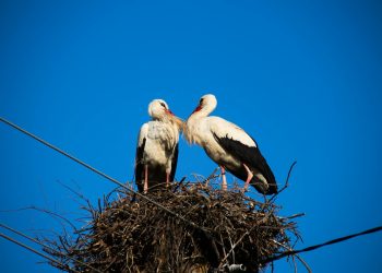 Pensionarii din România: număr și pensie medie în martie