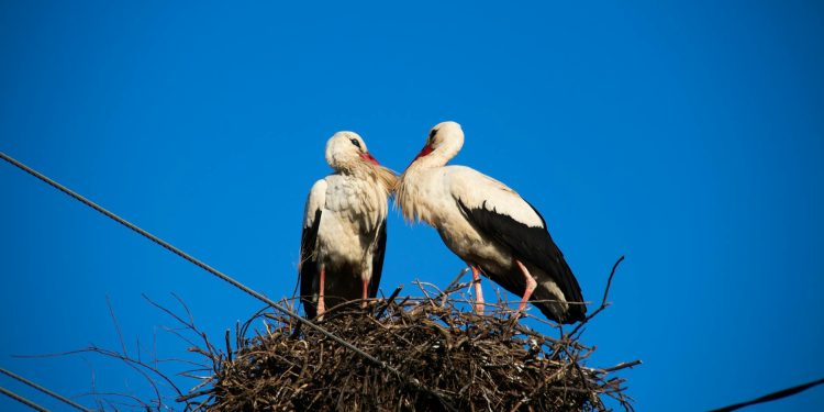 Pensionarii din România: număr și pensie medie în martie