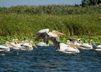 Ministrul Mediului: raport Delta Dunării trimis ANI și DNA, posibilă demitere a conducerii ARBDD