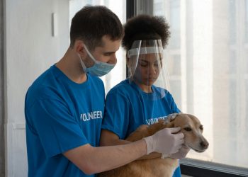 UE adoptă norme pentru protecția câinilor și pisicilor față de abuzuri