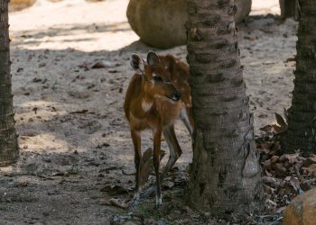 Rușii din afara țării caută metode alternative pentru a contacta rudele din Rusia