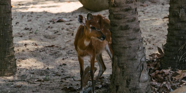 Rușii din afara țării caută metode alternative pentru a contacta rudele din Rusia