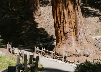 Sequoia atrage un nou fond de 7 miliarde de dolari, cu Luciana Lixandru în echipă pentru Europa