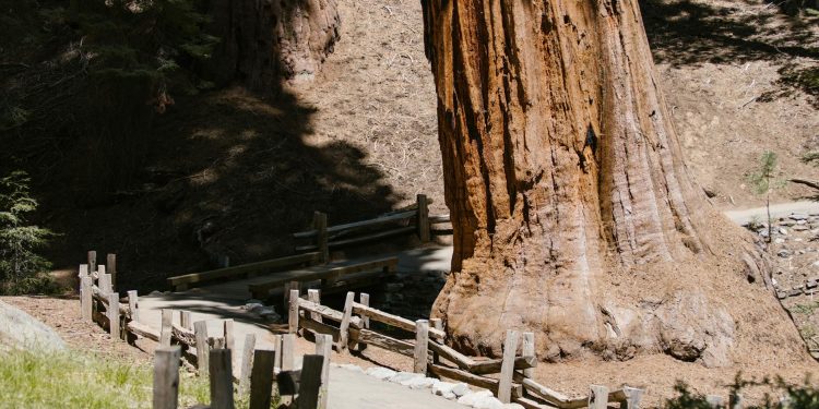 Sequoia atrage un nou fond de 7 miliarde de dolari, cu Luciana Lixandru în echipă pentru Europa