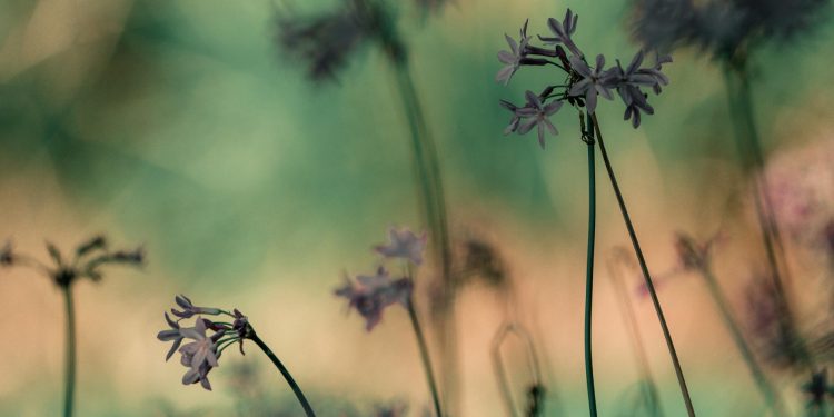 Cristina Stan își lansează propria afacere în evenimente după retragerea din Galați către București