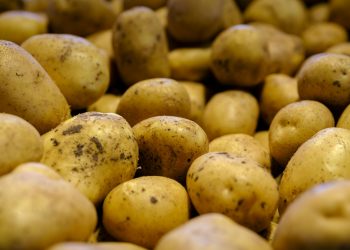 Descoperire genetică unică: urmașii incașilor au adaptări speciale la cartof