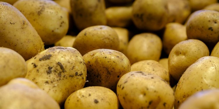 Descoperire genetică unică: urmașii incașilor au adaptări speciale la cartof