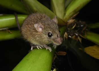 UE: tulpina hantavirus analizată; nu există semne de mutație în urma epidemiei de pe croazieră