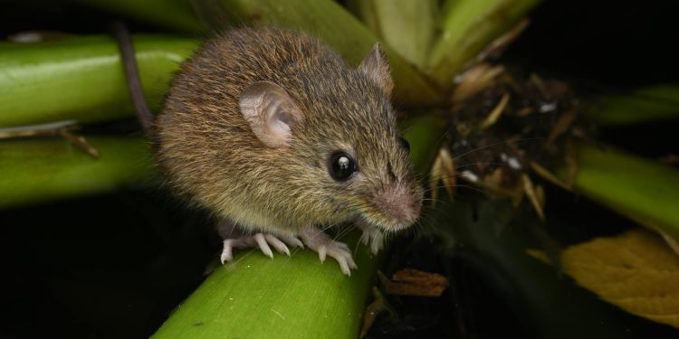 UE: tulpina hantavirus analizată; nu există semne de mutație în urma epidemiei de pe croazieră