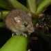 UE: tulpina hantavirus analizată; nu există semne de mutație în urma epidemiei de pe croazieră