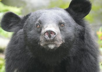 Octavian Ursu își păstrează mandatul de primar la Görlitz după înfruntarea extremei drepte