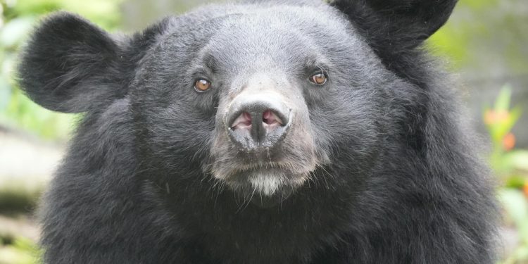Octavian Ursu își păstrează mandatul de primar la Görlitz după înfruntarea extremei drepte