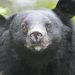 Octavian Ursu își păstrează mandatul de primar la Görlitz după înfruntarea extremei drepte