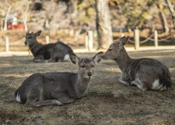 Cutremur de 5,8 în vestul Japoniei, afectează prefectura Nara