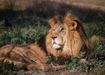 Doi militari americani dispăruți după exerciții în Maroc