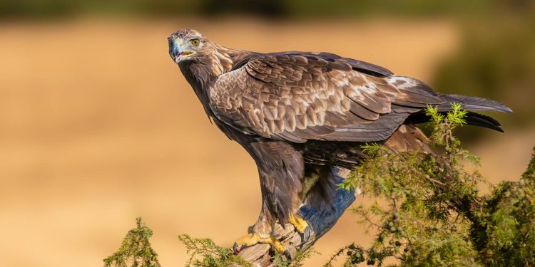 Aquila deschide centru logistic în Bacău pentru extinderea operațiunilor în estul României