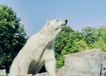 Gripă aviară la urs polar în Europa: primă observație la Nord