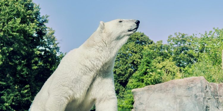 Gripă aviară la urs polar în Europa: primă observație la Nord