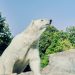 Gripă aviară la urs polar în Europa: primă observație la Nord
