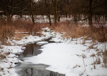 Ferma Dutton revine: sezonul 2, în pregătire după succesul la streaming