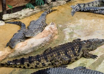 Agroland a atras 10 milioane EUR prin listare: extindere, achiziții și fabrică nouă